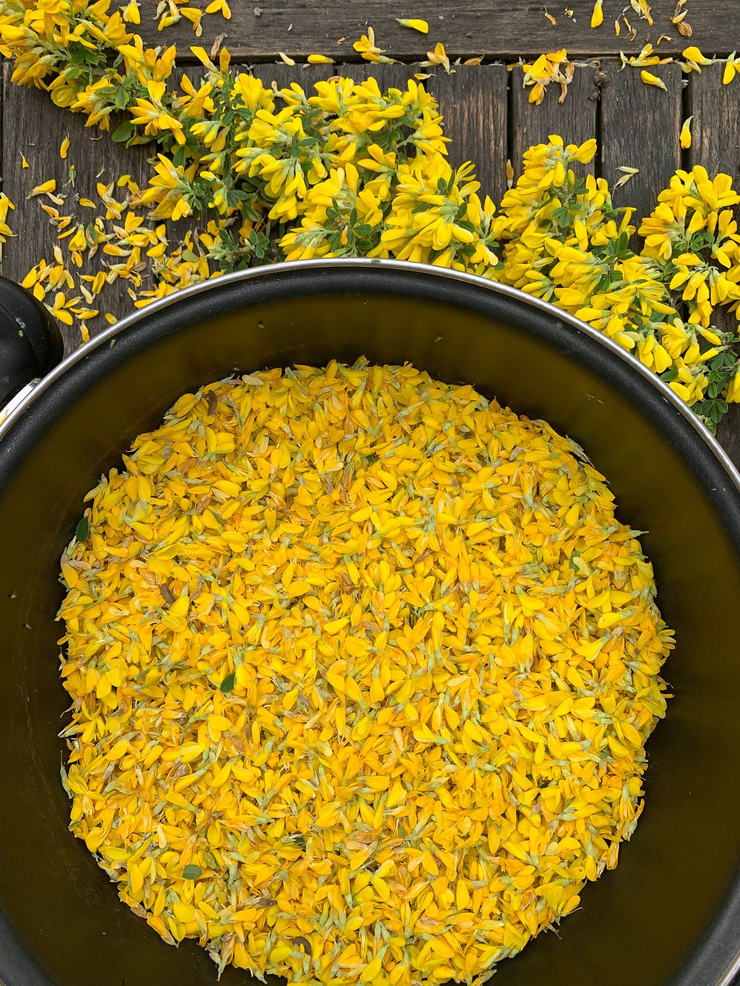 Natural colours : Bundle dyeing workshop : June 7th